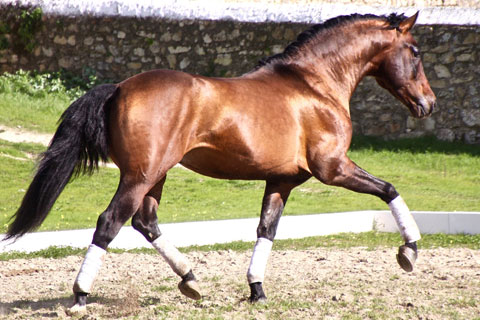 Andalusian HORSE Profile