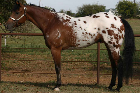 Appaloosa Horses Profile