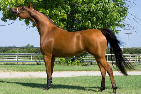 Arabian HORSE Profile