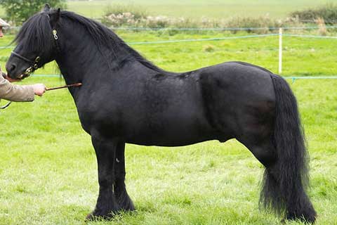 Fell Pony Horse Profile