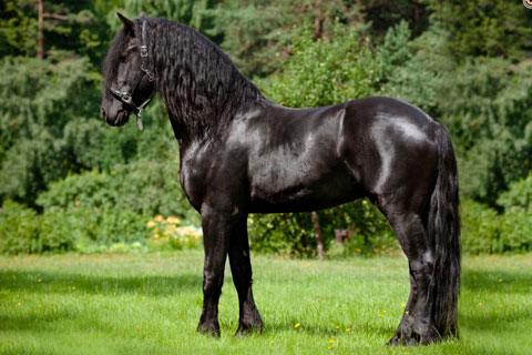 Friesian HORSEProfile