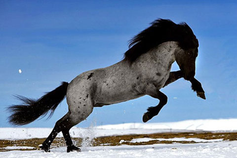 Icelandic Horse Profile