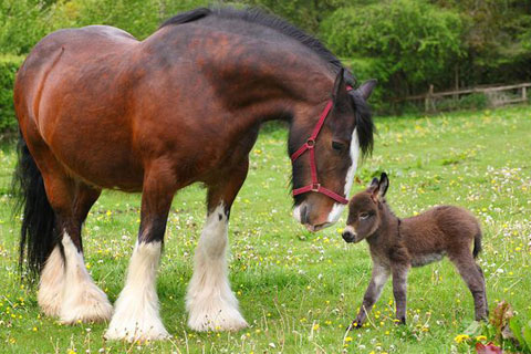 Miniature Horse Profile