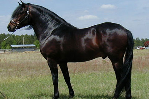 Paso Fino HORSE Profile