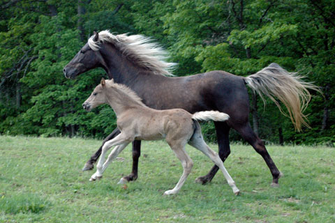 Rocky Mountain HORSE