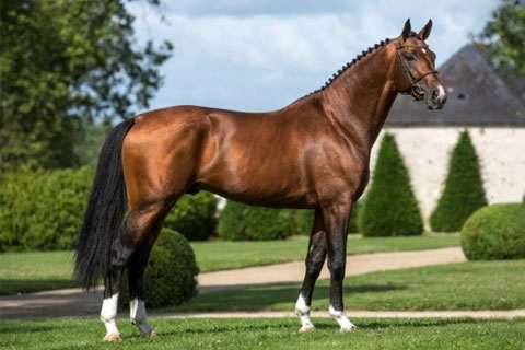 Selle Francais Horse Profile