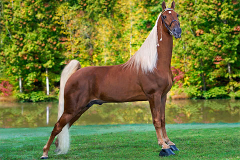 Tennessee Walking Horse Profile